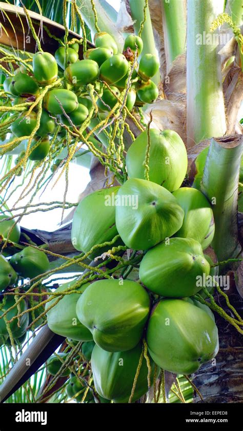 Coconut Palm Tree In Cuba Stock Photo Alamy