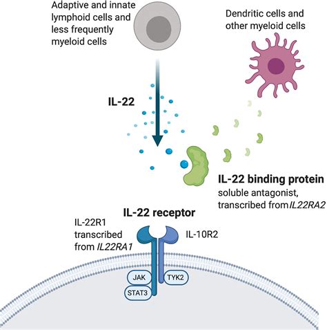 Frontiers Interleukin 22 Influences The Th1 Th17 Axis