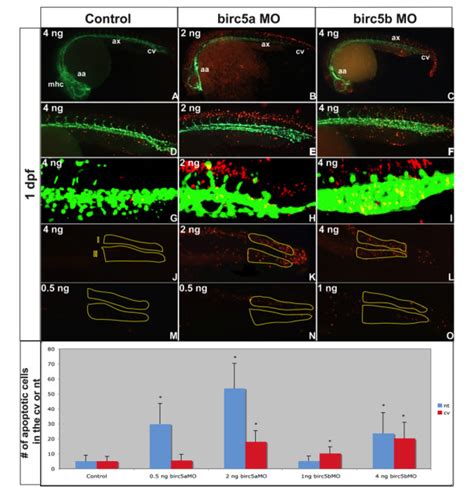 Apoptosis In Birc Depleted Embryos Tg Fli Egfp Embryos Reveal