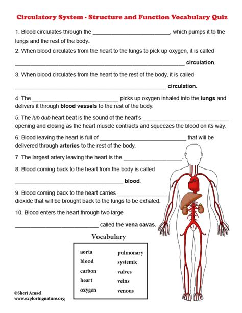 Circulatory System Diagram Worksheet