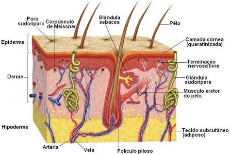 Imagem Camadas Da Pele Infomedica Wiki Fandom Powered By Wikia