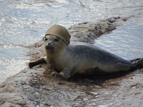 Seals Discovered Having Sex With Penguins Page 4 NeoGAF