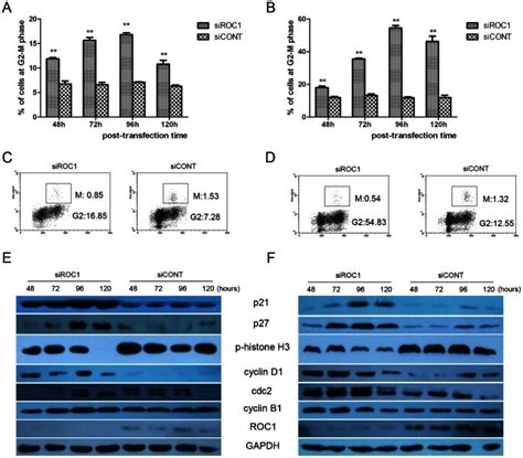 A And B ROC1 Knockdown Induced G2 M Cell Cycle Arrest In 253J A And