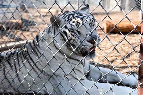 Keenesburgs Wild Animal Sanctuary Is Getting Busier Heres Why