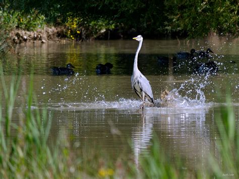 Héron cendré Domaine des oiseaux Mazères Danielle Lallemand Flickr