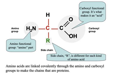 Amino Acids Proteins Genes And Mutations Flashcards Quizlet