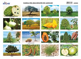 M842 Fauna del Occidente de México 25 pzas Ediciones Bob Shop