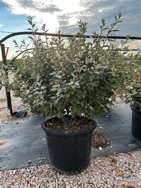 Elaeagnus species - Backbone Valley Nursery