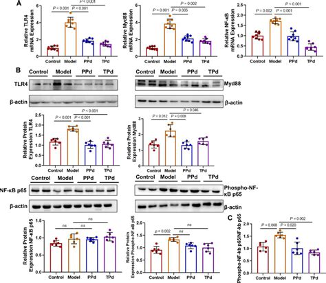 P distasonis inactivates NF κb signaling via inhibition of TLR4