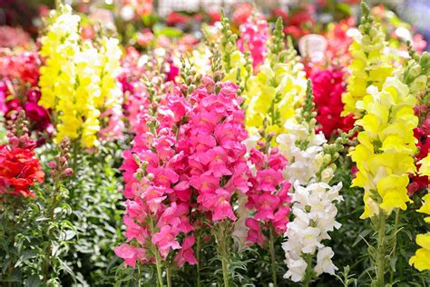 23 of the Best Snapdragon Varieties to Grow at Home