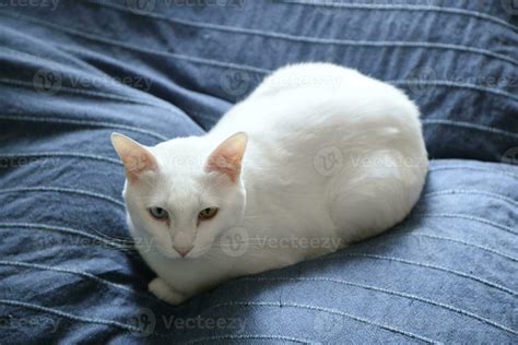 Khao Manee Cat 34058759 Stock Photo At Vecteezy