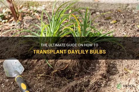 The Ultimate Guide On How To Transplant Daylily Bulbs Shuncy