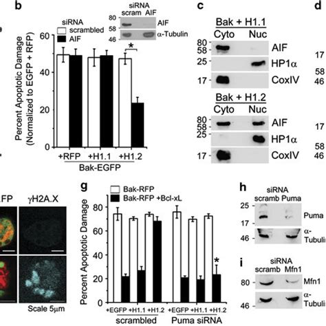 H Modulates Bak Mediated Apoptosis A Apoptotic Nuclear Damage In