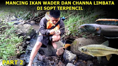 Mancing Ikan Channa Limbata Dan Ikan Wader Di Sungai Kecil Pinggir