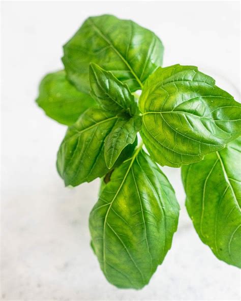 Quick Guide To Basil A Couple Cooks