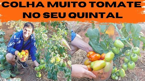 Como PLANTAR e COLHER MUITO TOMATE orgânico no quintal PASSO a PASSO