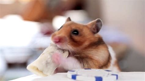 Tiny Hamsters Eat Tiny Burritos Emma Stone Lip Syncs And More Viral