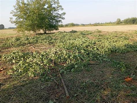 Koszenie Traw Karczowanie Zaro Li Wycinka Samosiejek Tarn W Km