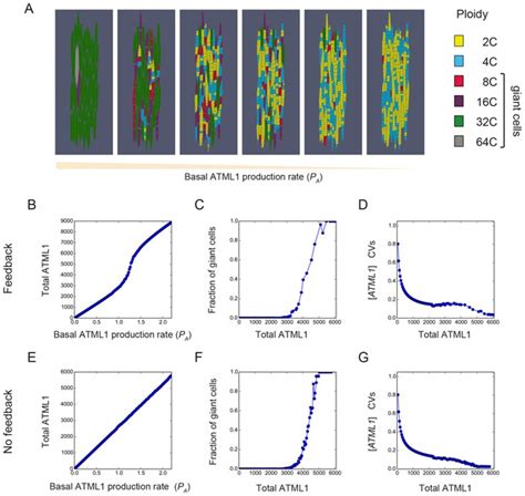 Figures And Data In Fluctuations Of The Transcription Factor Atml