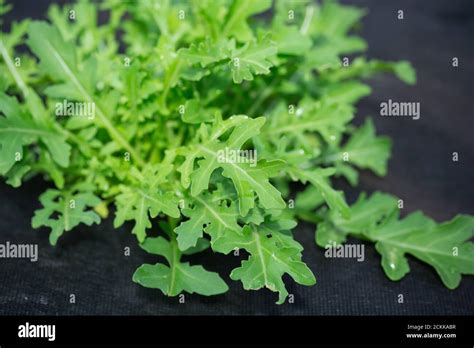 Fresh Arugula Grows In The Ground On Black Agrofibre Stock Photo Alamy