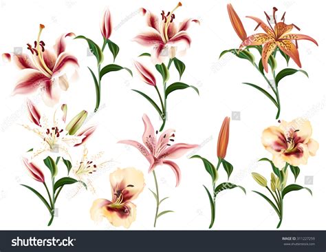 collection realistic beautiful vector lily flowers stock vector
