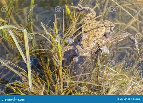 Retrato De Um Par De Acoplar O Sapo Comum Bufo De Bufo Imagem De