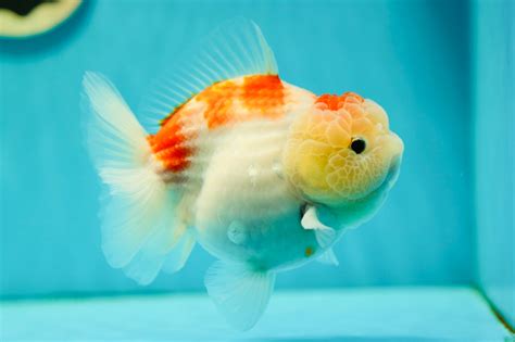 AAA Grade Yuanbao Female 5-5.5 inches #0512YB_21 – Jimmy Goldfish