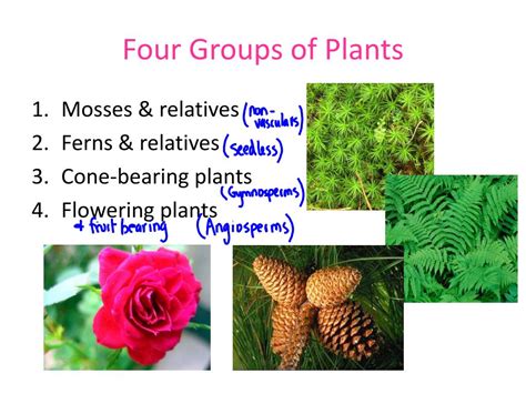 What Are The Different Plant Groups At Charles Rolle Blog