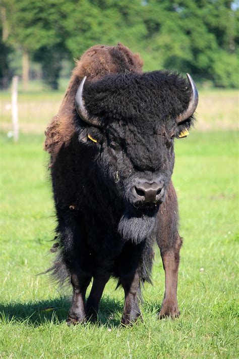 Bison Bulle Wisent Kostenloses Foto Auf Pixabay Pixabay