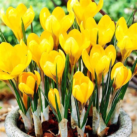 Krokus Crocus Golden Yellow Szt Spring Flower Bulbs Crocus