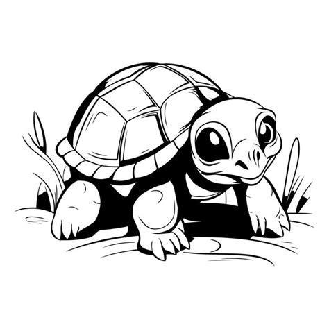 Premium Vector Tortoise Vector Illustration Isolated On A White