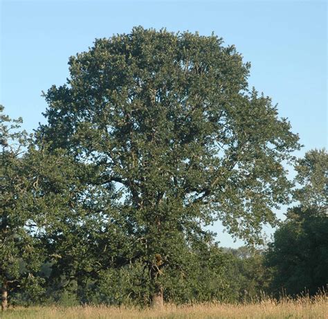 Quercus garryana, Oregon White Oak – Woodbrook Native Plant Nursery