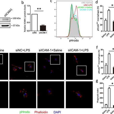 Silencing Of ICAM 1 Expression Reduces LPS Induced Phagocytosis In