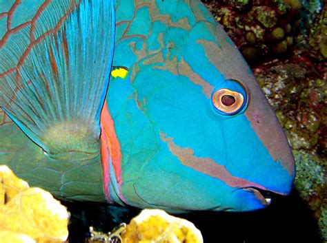 Stoplight Parrotfish Terminal Phase Sparisoma Viride Grand Cayman