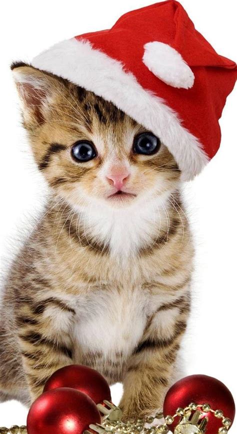 Cute Christmas Cats Wallpapers - Wallpaper Cave