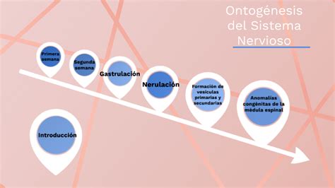 Ontogénesis del Sistema Nervioso by saam Lobbo on Prezi