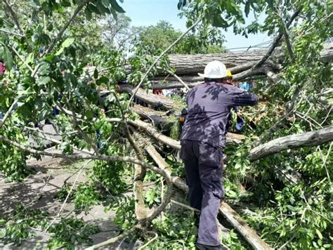 Caída de árbol deja 2 muertos y seis heridos en la plaza Bolívar de