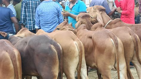 পাঁচবিবি পশুর হাট থেকে খামার উপযোগী শাহিওয়াল জাতের ষাঁড় গরুর দর দাম