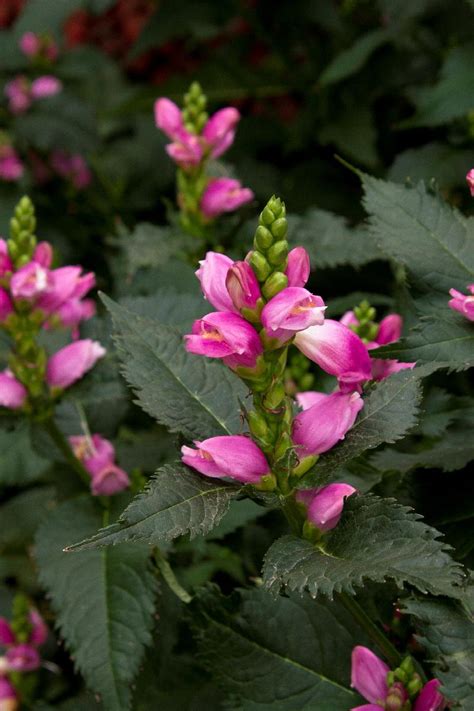 Hot Lips Turtlehead Chelone Lyonii Hot Lips Monrovia Plant