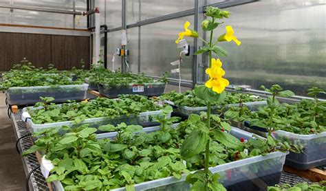 Meet The Monkeyflower A Weed That May Hold The Key To Zebra Stripes