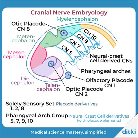 Embryology Glossary Cranial Nerve Embryology Nursing School Notes