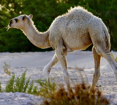 Premium Photo | Desert camels in the wilderness in saudi arabia