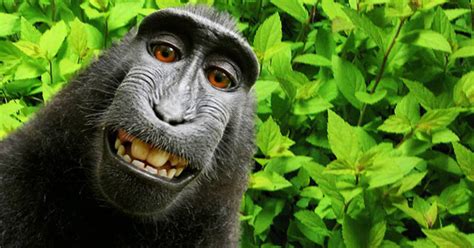 Photographer continues fight over monkey selfie