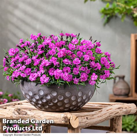 Dianthus Mountain Frost Pink Pompom Dobies