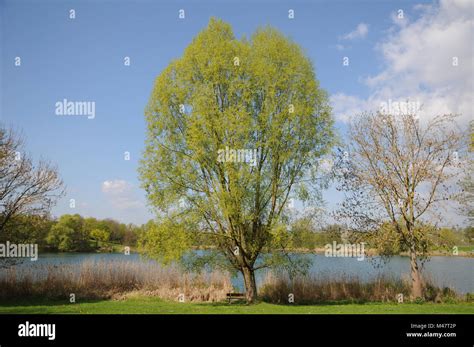 Salix Alba Silver Willow Flowering Male Tree Stock Photo Alamy