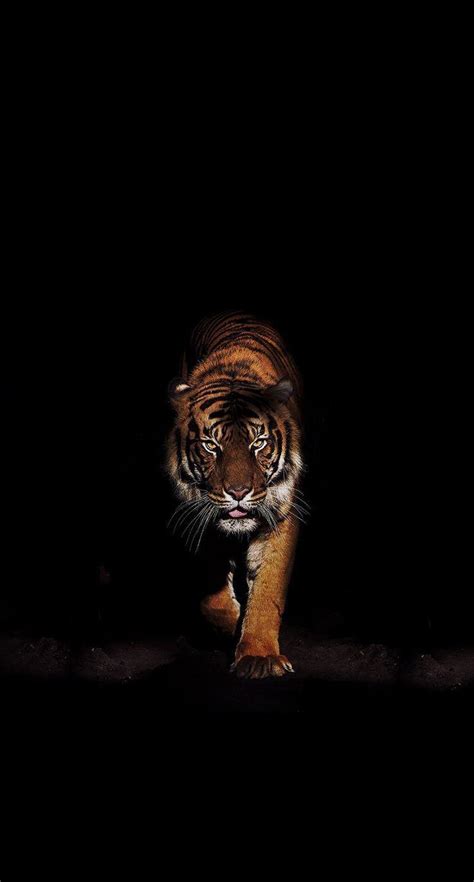 Dark Tiger Wallpapers - Top Free Dark Tiger Backgrounds - WallpaperAccess