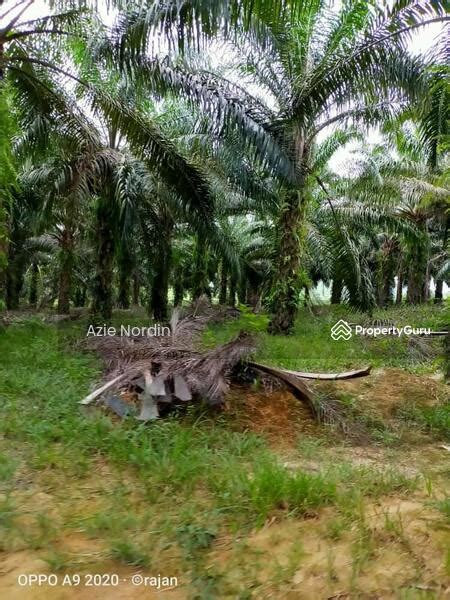 Ladang Kelapa Sawit Untuk Dijual Keluasan Ekar Sawit Tahun