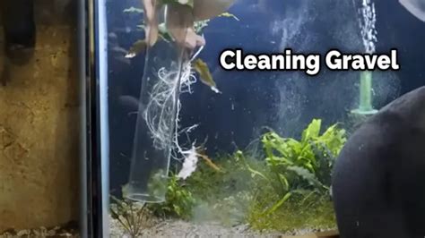 How To Clean Aquarium Gravel Without Removing Water A Step By Step