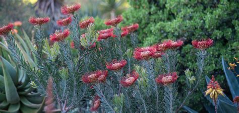 Plan Your Visit The Ruth Bancroft Garden Nursery