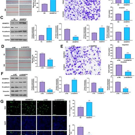 Adamts Promotes Migration Invasion And Emt Of A Cells Adamts